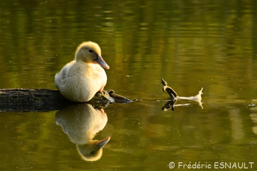 Petit canard jaune