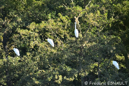 La Grande Aigrette (Casmerodius albus)