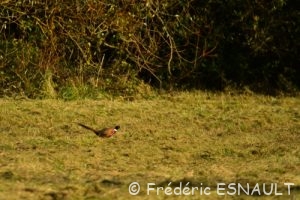 Faisan de Colchide (Phasianus colchicus)