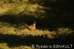 Faisan de Colchide (Phasianus colchicus)
