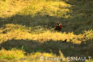 Faisan de Colchide (Phasianus colchicus)