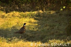 Faisan de Colchide (Phasianus colchicus)