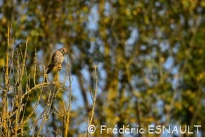 Faucon crécerelle (Falco tinnunculus) femelle