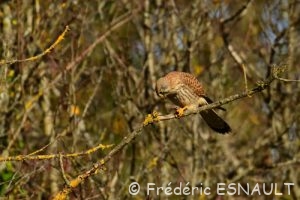 Faucon crécerelle (Falco tinnunculus) femelle dévorant une souris