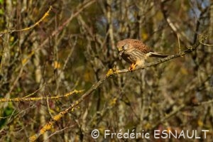 Faucon crécerelle (Falco tinnunculus) femelle dévorant une souris