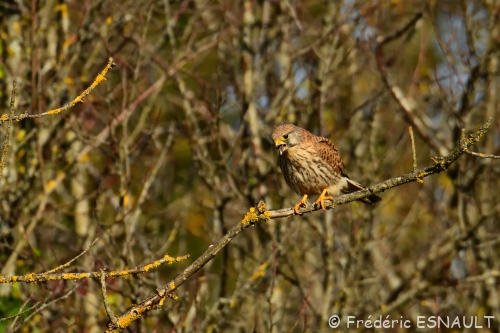 Faucon crécerelle (Falco tinnunculus) femelle dévorant une souris