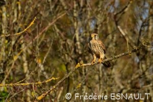 Faucon crécerelle (Falco tinnunculus) femelle dévorant une souris