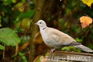 Tourterelle turque (Streotopelia decaocto)