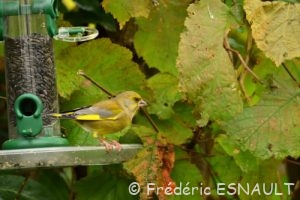 Verdier d'Europe (Chloris chloris)