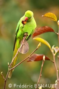 Perruche à collier (Psittacula krameri)