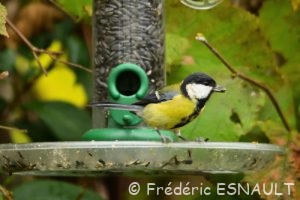 Mésange charbonnière (Parus major)