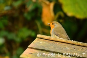 Rouge-gorge familier (Erithacus rubecula)