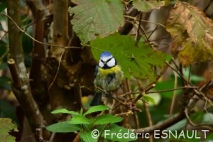 Mésange bleue (Cyanistes caeruleus)