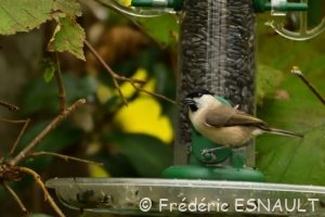 Mésange nonnette (Poecile palustris)
