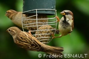 Moineau domestique (Passer domesticus)