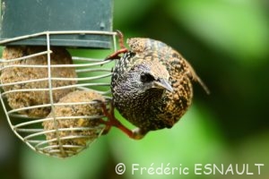 Étourneau sansonnet (Sturnus vulgaris)