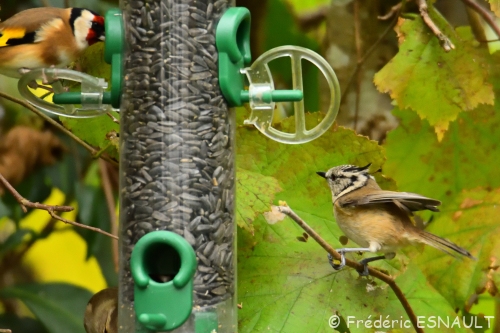 Mésange huppée (Lophophanes cristatus)
