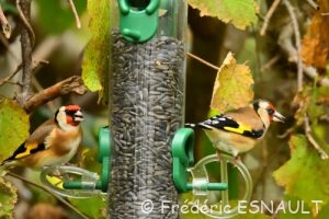 Chardonneret élégant (Carduelis carduelis)