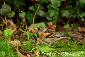 Pinson du nord ou Pinson des Ardennes (Fringilla montifringilla)