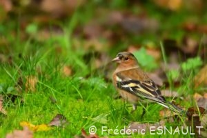 Pinson des arbres (Fringilla coelebs)