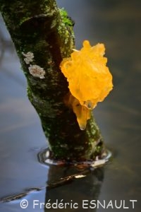 Trémelle mésentérique (Tremella mesenterica)