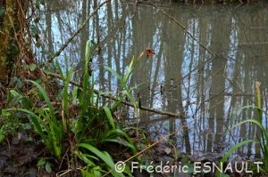 Graines de l'Iris fétide (Iris foetidissima)