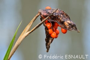 Graines de l'Iris fétide (Iris foetidissima)