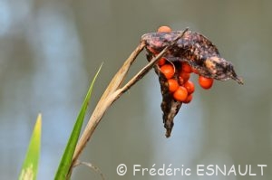 Graines de l'Iris fétide (Iris foetidissima)