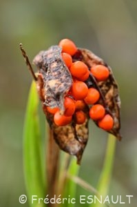 Graines de l'Iris fétide (Iris foetidissima)