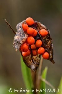 Graines de l'Iris fétide (Iris foetidissima)