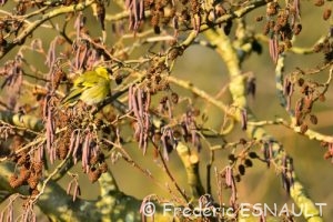 Tarin des aulnes (Spinus spinus)