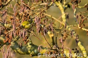 Tarin des aulnes (Spinus spinus)