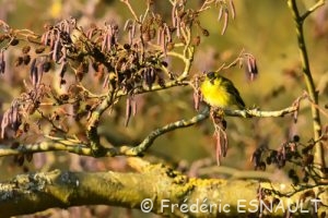 Tarin des aulnes (Spinus spinus)