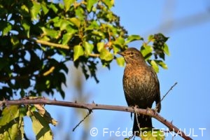 Merle noir (Turdus merula)