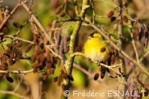 Tarin des aulnes (Spinus spinus)