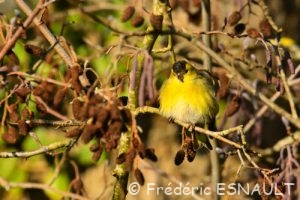 Tarin des aulnes (Spinus spinus)