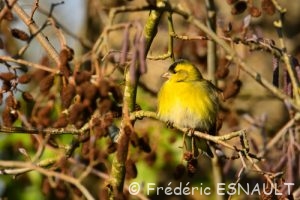 Tarin des aulnes (Spinus spinus)