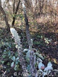 Molène Bouillon-blanc (Verbascum thapsus)