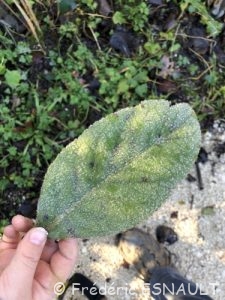 Molène Bouillon-blanc (Verbascum thapsus)