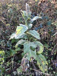 Molène Bouillon-blanc (Verbascum thapsus)