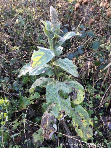 Nouveauté : Molène Bouillon-blanc (Verbascum thapsus)