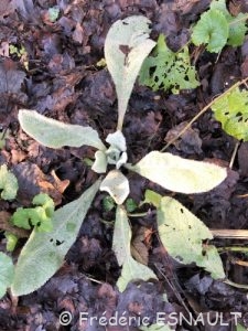 Molène Bouillon-blanc (Verbascum thapsus)