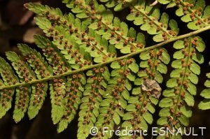 Fougère mâle (Dryopteris filix-mas)
