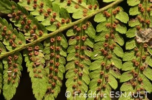 Fougère mâle (Dryopteris filix-mas)