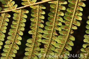 Fougère mâle (Dryopteris filix-mas)