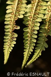 Fougère mâle (Dryopteris filix-mas)