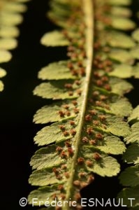 Fougère mâle (Dryopteris filix-mas)