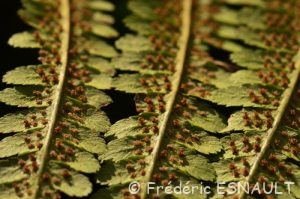 Fougère mâle (Dryopteris filix-mas)