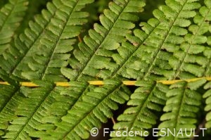 Fougère mâle (Dryopteris filix-mas)