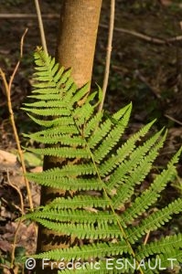 Fougère mâle (Dryopteris filix-mas)